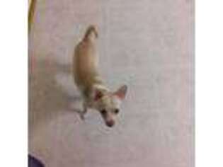 Chihuahua Puppy for sale in Waynesboro, VA, USA