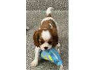 Cavalier King Charles Spaniel Puppy for sale in Durham, CA, USA