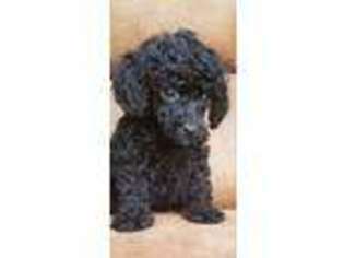 Shih-Poo Puppy for sale in Albany, GA, USA