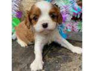 Cavalier King Charles Spaniel Puppy for sale in Weir, MS, USA