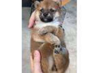 Shiba Inu Puppy for sale in El Monte, CA, USA