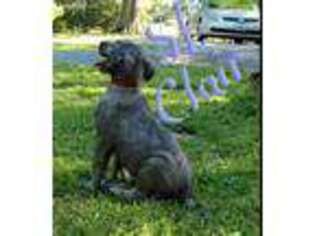 Irish Wolfhound Puppy for sale in Somerville, AL, USA