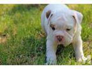 Olde English Bulldogge Puppy for sale in FRANKSTON, TX, USA