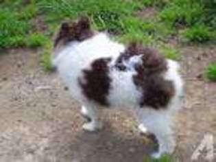 Yorkshire Terrier Puppy for sale in GRAYSVILLE, TN, USA