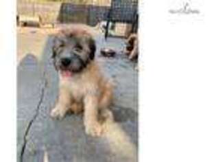 Soft Coated Wheaten Terrier Puppy for sale in Florence, SC, USA