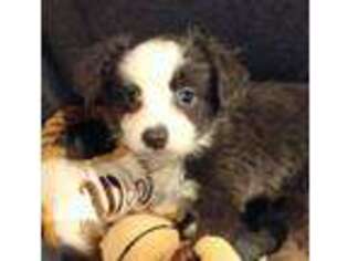 Miniature Australian Shepherd Puppy for sale in Logansport, IN, USA