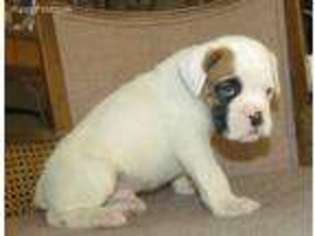 Boxer Puppy for sale in Chetopa, KS, USA