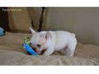 French Bulldog Puppy for sale in Port Saint Joe, FL, USA