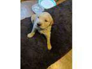Golden Retriever Puppy for sale in Grand Ledge, MI, USA