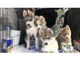 Siberian Husky Puppy for sale in Huntington, WV, USA