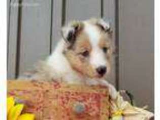 Shetland Sheepdog Puppy for sale in New Haven, IN, USA