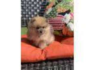Pomeranian Puppy for sale in Union Bridge, MD, USA