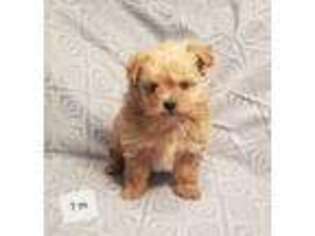 Mutt Puppy for sale in Princeton, KY, USA