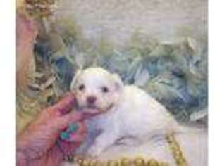 Mutt Puppy for sale in Silver Creek, MS, USA
