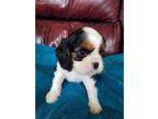Cavalier King Charles Spaniel Puppy for sale in Idaho Falls, ID, USA