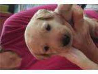 Labrador Retriever Puppy for sale in San Antonio, TX, USA