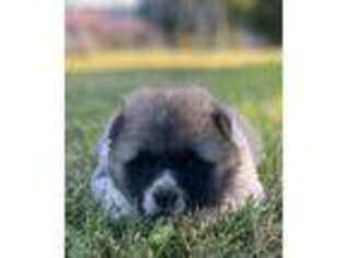 Akita Puppy for sale in Tahlequah, OK, USA