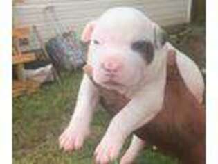 Staffordshire Bull Terrier Puppy for sale in Pensacola, FL, USA