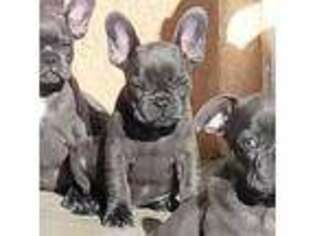 French Bulldog Puppy for sale in Yucaipa, CA, USA