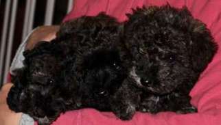 Schnoodle (Standard) Puppy for sale in Meyersdale, PA, USA