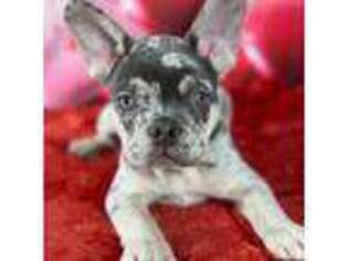 French Bulldog Puppy for sale in Niantic, CT, USA