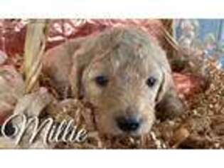 Goldendoodle Puppy for sale in Frisco, TX, USA