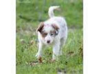 Border Collie Puppy for sale in Bellefonte, PA, USA