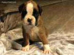 Boxer Puppy for sale in Watervliet, NY, USA