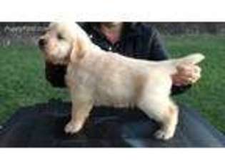 Golden Retriever Puppy for sale in Edgerton, OH, USA