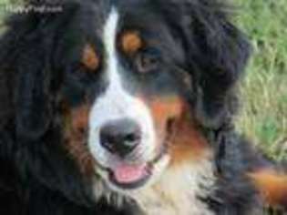 Bernese Mountain Dog Puppy for sale in Eugene, OR, USA