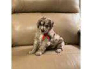 Mutt Puppy for sale in Frederick, MD, USA
