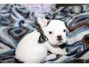 French Bulldog Puppy for sale in Santa Rosa, CA, USA