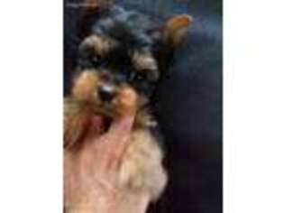 Yorkshire Terrier Puppy for sale in Monroe, GA, USA