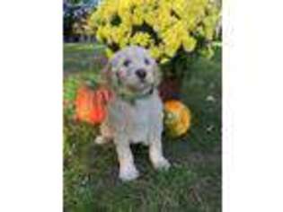 Goldendoodle Puppy for sale in Cedar, MN, USA