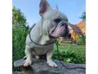 French Bulldog Puppy for sale in Akron, NY, USA