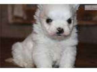 Maltese Puppy for sale in Jonesboro, AR, USA