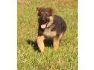 German Shepherd Dog Puppy for sale in Flintville, TN, USA
