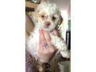 Mutt Puppy for sale in Lake Havasu City, AZ, USA
