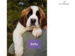 Saint Bernard Puppy for sale in Fairbanks, AK, USA