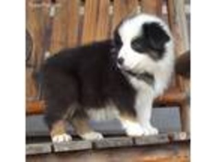 Australian Shepherd Puppy for sale in Eddyville, KY, USA