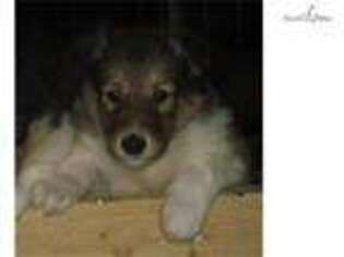 Collie Puppy for sale in Canton, OH, USA
