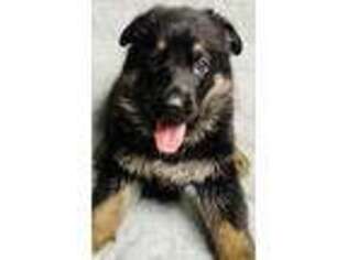 German Shepherd Dog Puppy for sale in Loami, IL, USA