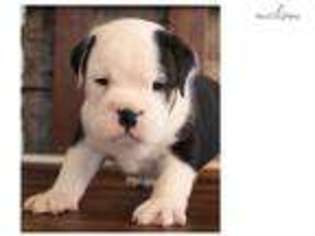 Beabull Puppy for sale in Springfield, MO, USA