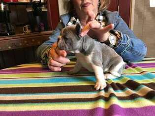 French Bulldog Puppy for sale in Savannah, GA, USA