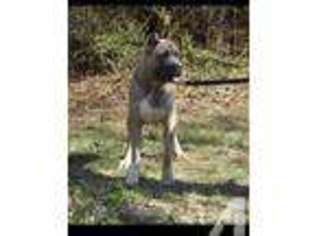 Cane Corso Puppy for sale in UPPER MARLBORO, MD, USA