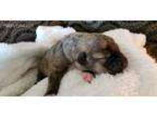 Irish Wolfhound Puppy for sale in Friant, CA, USA