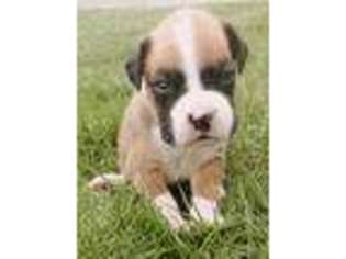 Boxer Puppy for sale in Lincoln, NE, USA