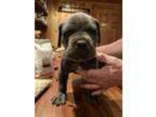 Cane Corso Puppy for sale in Barrington, RI, USA