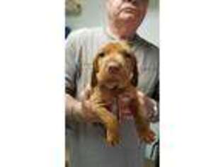 Vizsla Puppy for sale in Hale Center, TX, USA