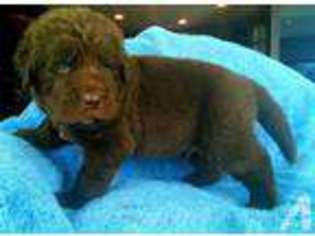 Newfoundland Puppy for sale in RUSHSYLVANIA, OH, USA